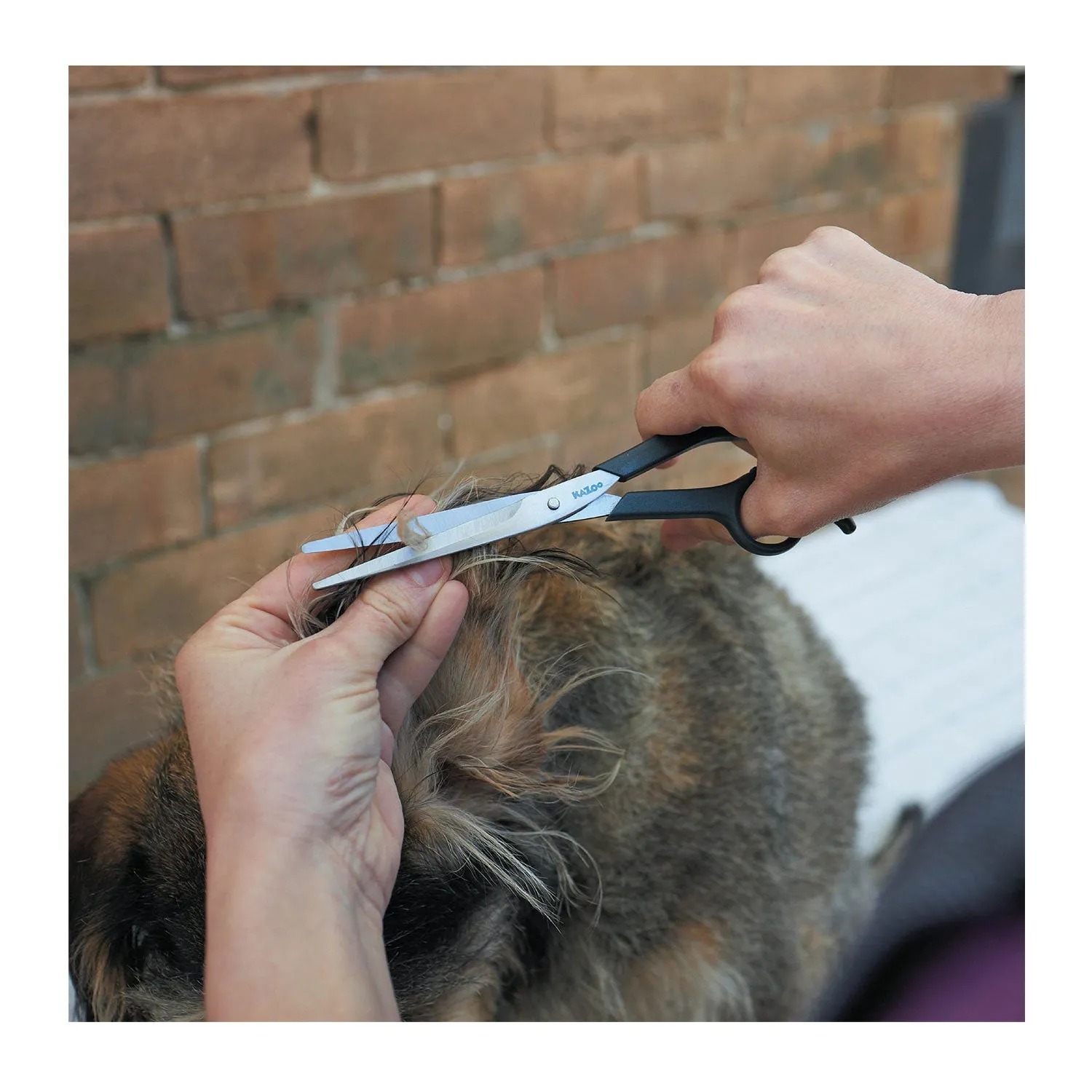 Kazoo Grooming Scissors for Dogs & Cats