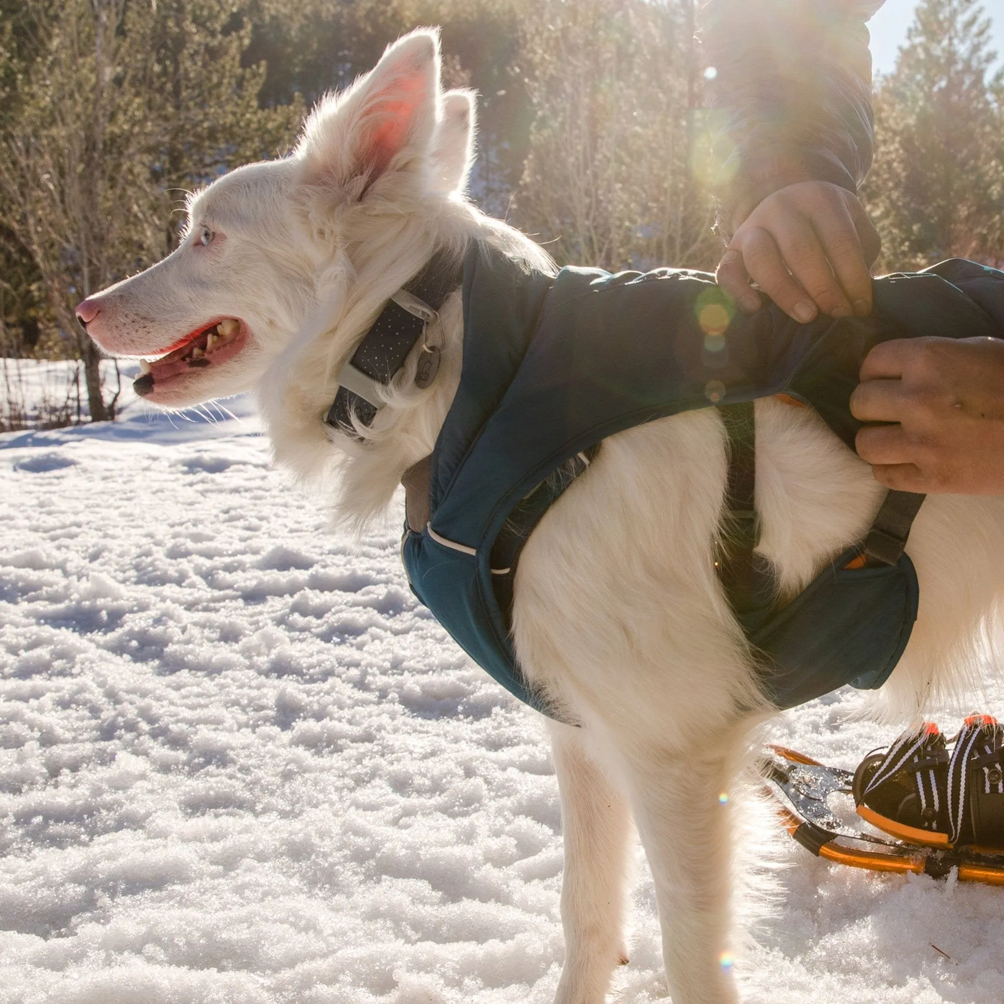 Ruffwear Quinzee Insulated Blue Dog Jacket | Packable, Warm & Ready for Winter Adventures